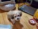 Shih-Poo Puppies for sale in Redford Charter Twp, MI, USA. price: NA