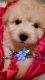 Shih-Poo Puppies for sale in Fuquay-Varina, NC, USA. price: NA