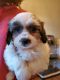 Shih-Poo Puppies for sale in Fuquay-Varina, NC 27526, USA. price: NA