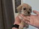 Shih-Poo Puppies for sale in Oceanside, CA, USA. price: NA