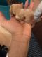 Shih-Poo Puppies for sale in Minnesota City, MN 55959, USA. price: $200