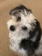 Shih-Poo Puppies for sale in 4986 S Moccasin Trail, Gilbert, AZ 85298, USA. price: NA