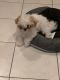 Shih-Poo Puppies for sale in Queens, NY, USA. price: NA