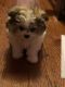 Shih-Poo Puppies for sale in Chicago, IL, USA. price: $900