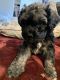 Shih-Poo Puppies for sale in Rockville, MD, USA. price: NA