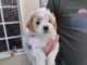 Shih-Poo Puppies for sale in Chuckey, TN 37641, USA. price: $700