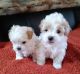 Shih-Poo Puppies