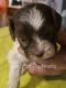 Shih-Poo Puppies for sale in Sevierville, TN, USA. price: $500