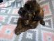 Shih-Poo Puppies for sale in Connelly Springs, NC 28612, USA. price: $800