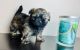 Shih-Poo Puppies for sale in Oakland, CA, USA. price: NA