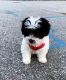 Shih-Poo Puppies for sale in Towaco, NJ 07082, USA. price: $3,000