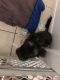Shih-Poo Puppies for sale in Houston, TX 77053, USA. price: $400