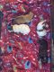 Shih-Poo Puppies for sale in Collingdale, PA, USA. price: $2,000