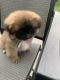 Shih-Poo Puppies for sale in 30W265 Argyll Ln, Naperville, IL 60563, USA. price: NA