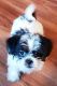 Shih-Poo Puppies for sale in Mt Prospect, IL, USA. price: $2,000
