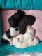 Shih-Poo Puppies for sale in Saline County, AR, USA. price: $800