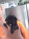 Shih-Poo Puppies for sale in Swanton, OH 43558, USA. price: NA