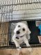 Shih-Poo Puppies for sale in Elk Grove, CA, USA. price: NA