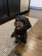 Shih-Poo Puppies for sale in Frisco, TX, USA. price: NA