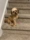 Shih-Poo Puppies for sale in Raleigh, NC, USA. price: NA