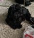 Shih-Poo Puppies for sale in Lawrenceville, GA, USA. price: $1,250