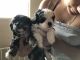 Shih-Poo Puppies for sale in Las Vegas, NV, USA. price: $700