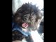 Shih-Poo Puppies for sale in Gulfport, MS 39503, USA. price: $500