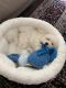 Shih-Poo Puppies for sale in Riverview, FL, USA. price: NA
