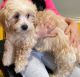 Shih-Poo Puppies for sale in Mishawaka, IN, USA. price: NA