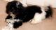Shih-Poo Puppies for sale in Arlington, TX, USA. price: NA