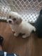 Shih-Poo Puppies for sale in Queens Village, Queens, NY, USA. price: NA