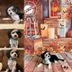 Shih-Poo Puppies for sale in Whittier, CA, USA. price: NA