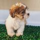 Shih-Poo Puppies for sale in New York, NY, USA. price: $1,500