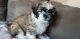 Shih-Poo Puppies for sale in Fountain, CO, USA. price: $600