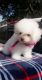 Shih-Poo Puppies for sale in Mesquite, TX, USA. price: NA