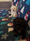 Shih-Poo Puppies for sale in Macon, GA, USA. price: NA