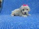 Shih-Poo Puppies for sale in La Habra Heights, CA, USA. price: NA