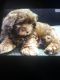 Shih-Poo Puppies for sale in Indianapolis, IN, USA. price: NA