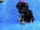 Shih-Poo Puppies for sale in La Habra Heights, CA, USA. price: NA