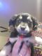 Shih-Poo Puppies for sale in Des Moines, IA, USA. price: NA