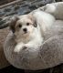 Shih-Poo Puppies for sale in Sterling Heights, MI, USA. price: NA