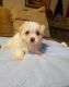 Shih-Poo Puppies for sale in Irvington, NJ 07111, USA. price: NA