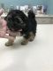 Shih-Poo Puppies for sale in Clermont, FL, USA. price: NA