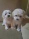 Shih-Poo Puppies for sale in Las Vegas, NV 89109, USA. price: $750