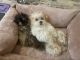 Shih-Poo Puppies for sale in Knoxville, TN, USA. price: NA