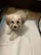 Shih-Poo Puppies for sale in New York, NY, USA. price: $3,200