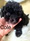 Shih-Poo Puppies for sale in Fort Lauderdale, FL 33351, USA. price: NA