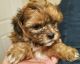 Shih-Poo Puppies for sale in San Antonio, TX 78263, USA. price: $1,200