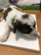Shih-Poo Puppies for sale in Cleveland, OH, USA. price: $1,000