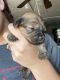 Shih-Poo Puppies for sale in 13240 Duquette Ave NE, Hartville, OH 44632, USA. price: $2,500